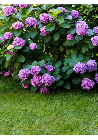 Mor Ortanca 80 100 Cm 1 Adet Sakksılı Çiçekli Bahçe Bitkisi Hydrangea Macrophylla