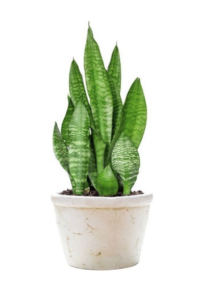 Kılıç Çiçeği Fidanı 60-80 Cm Saksılı Çiçekli Bodur Bitkiler Gladiolus