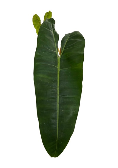 Philodendron Billietiae