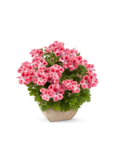 Özel Çeşit Pink White Clarion Canan Çiçeği Fidesi 1 Fide