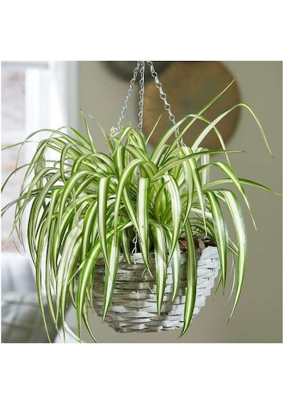 Kurdele Çiçeği Chlorophytum Comosum 10 Adet