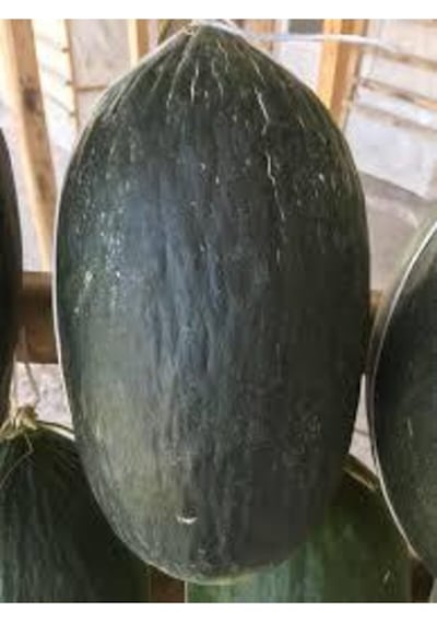 Eko Paket Hasanbey Siyah Kışlık Kavun Tohumu 100 Adet Tohum