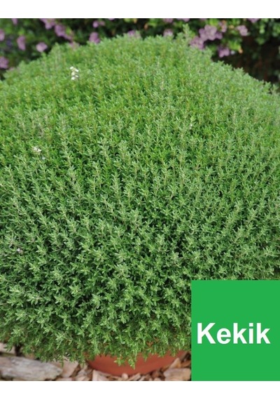 1 Adet Kekik Fidanı N11.25409
