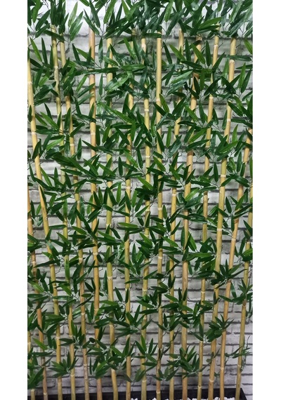 Bambu Speratör 220 Cm Boy 100 Cm Saksıda 15'li Yeşil