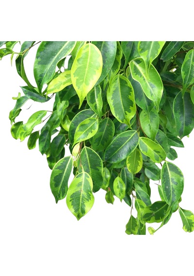 Ficus Benjamina 'Anastasia' (Kauçuk Çiçeği) Ø30 CM Y125-150 CM