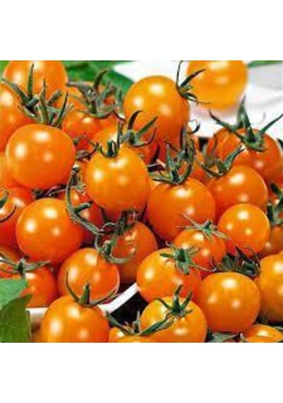 20 Adet Tohum Tropikal Nadir Turuncu Çeri Cherry Domates Tohumu Saksı Toprak Sürpriz Hediye Tohum