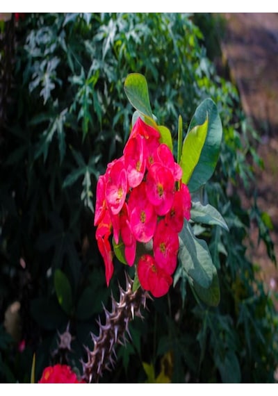Videolu 3'lü Kırmızı Dikenler Tacı Çiçeği Seti 10-15 Cm Tüplü Çiçekli Bodur Bitkiler Euphorbia Milli