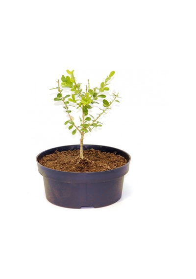 Bonsai Şimşir Fidanı Buxus Sempervirens Rotundifolia 4 Yaşında