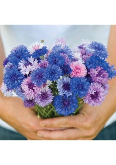 Tohum Dünyam 10 Adet Cornflower Mix Tohumu