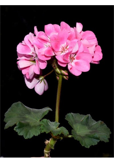 2'li Karışık Renk Özel Sardunya Fidesi 10-20 Cm Tüplü Çiçekli Bodur Bitkiler Geranium