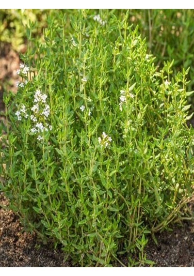Videolu Keskin Kokulu 5 Adet Kekik Fidanı 20-30cm Saksılı Thyme