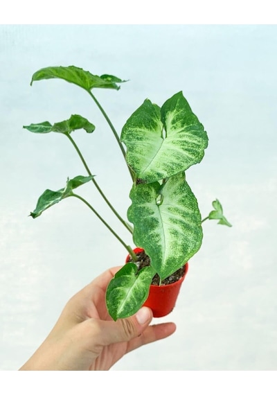 Videolu Melek Kanadı 1 Adet Saksılı 10-20cm Iç Mekan Bitkisi Syngonium Pixie