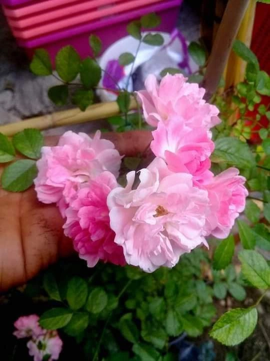 Pembe Gül Fidanı Yediveren Kokulu 10-20 Cm