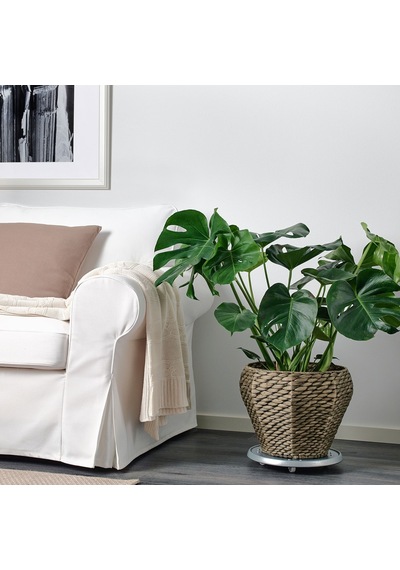 Druvflader Rattan Saksı, Su Sümbülü