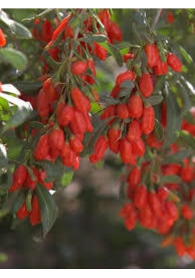 2 Adet Goji Berry Fidanı Damaye Tombul Meyve Tüplü 1 Yaş 12 Ay Dikebilirsiniz....
