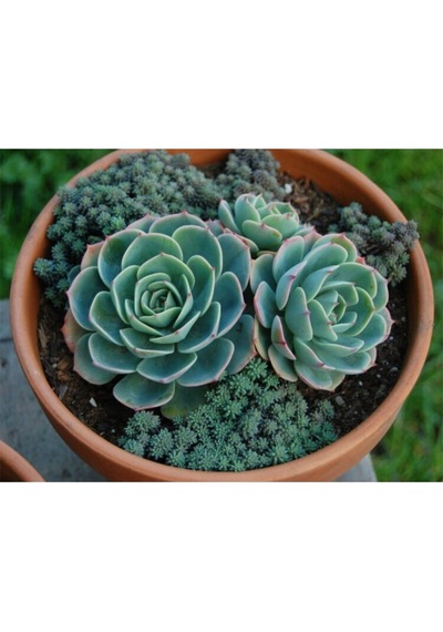 Dev Boy Xxl Echeveria Glauca Aşkın Gözyaşı Sukulent Bitki