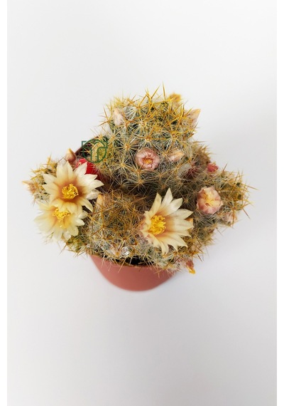 Mammillaria Prolifera Teksas Meme Kaktüsü Krem Çiçek Açan Kaktüs