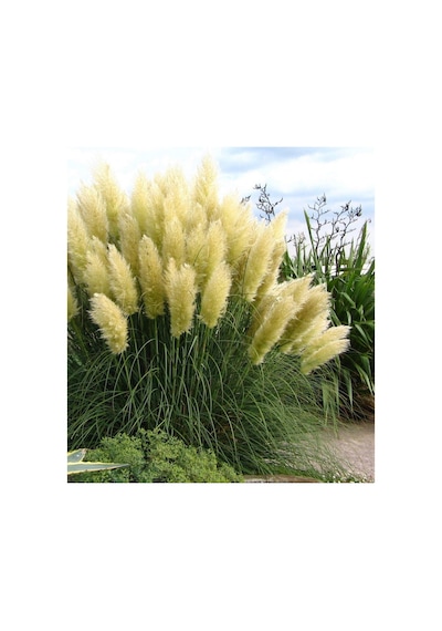 Pampas Otu - Saz Püskülü Çiçeği 20 Adet