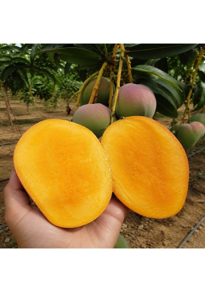 Bahcemden Online Mango 2 KG