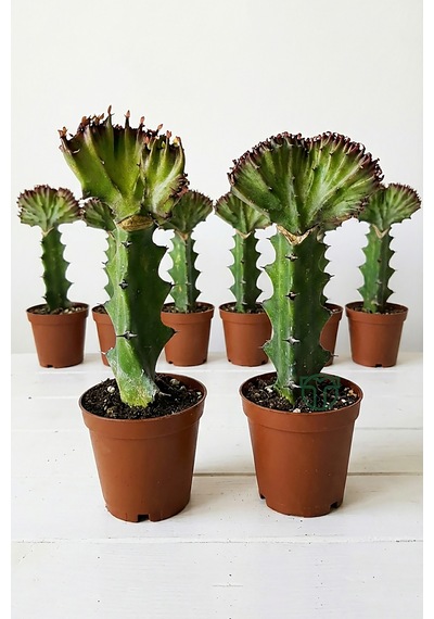 Euphorbia Lactea Cristata Variegata Dark Rim 5.5 Cm Saksıda