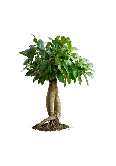 Videolu Ginseng Bonsai 1 Adet Saksılı 40-60 Cm Iç Mekan Salon Ofis Bitkisi Ficus Microcarpa