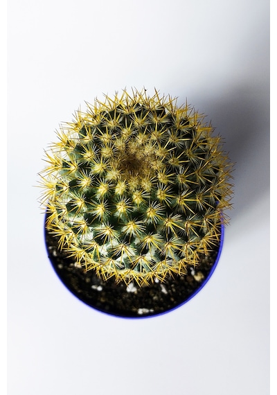 Mammillaria Flavicentra Kaktüs Altın Dikenli Koleksiyonluk Özel Seri 8.5 Cm Saksıda