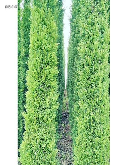 Videolu Kokulu 5 Adet Leylandi Fidanı 30-60cm Saksılı\tüplü Leyland Sapling