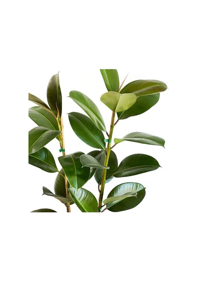Kauçuk Bitkisi Ficus Elastica Tek Gövdeli 70-90cm