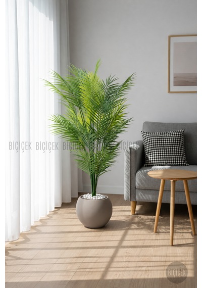 Areka Ağacı 24 Yapraklı 130 Cm Küre Saksıda Kahverengi