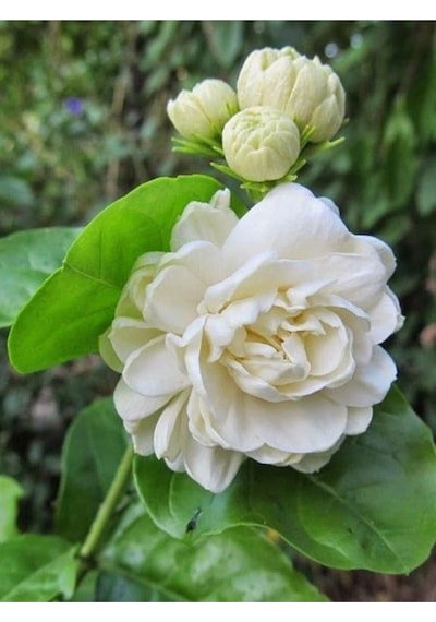 Ful Yasemin Fidanılı 1 Adet 40-60 Cm Jasminum Sambac
