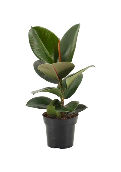 Kauçuk Bitkisi Tekli 50 60 Cm