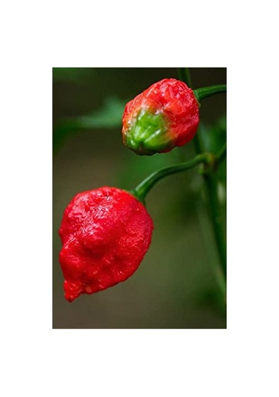 Dünyanın En Acı Trinidad Scorpion Biber Tohumu, 20 Adet