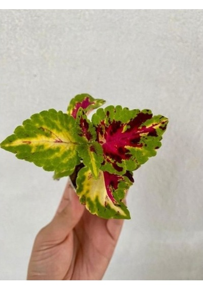 Yaprak Güzeli Çiçeği Özel Tür 3 Adet Mini Saksıda Kolyos 10-20 Cm