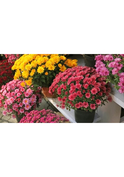 Kasımpatı Krizantem Chrysanthemum Kırmızı 5 Adet
