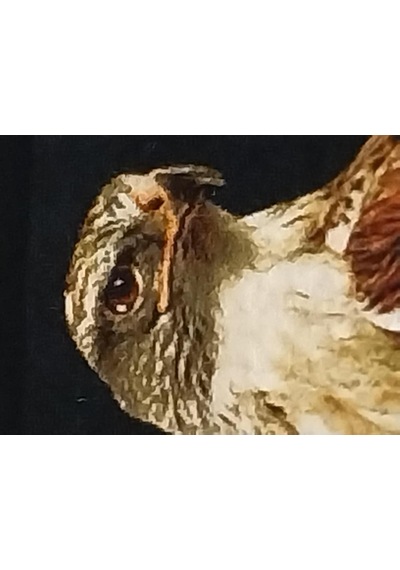 İran El Dokuması Tablo Halı Şahin Ebat: 40 X 76 Cm Çok Renkli