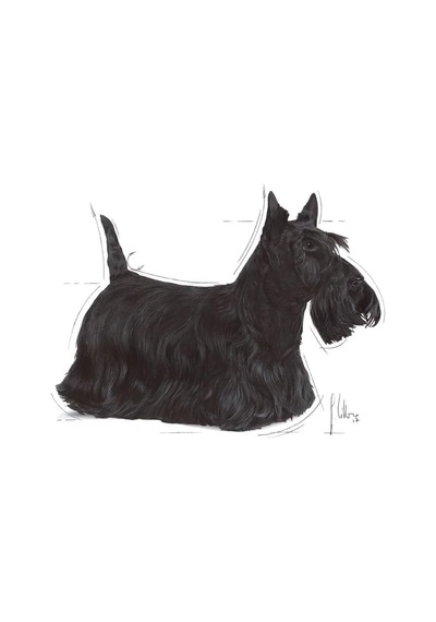 Dermacomfort Loaf Yaş Hassas Köpek Maması 85 G X 12 Adet