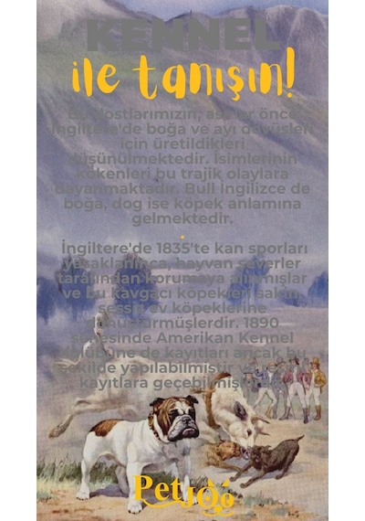 Petjoo 16.Kennel Sarı-Gri Qr'lı Köpek Künyesi