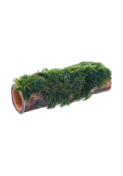 Marimo Moss Bambu Canlı Bitki