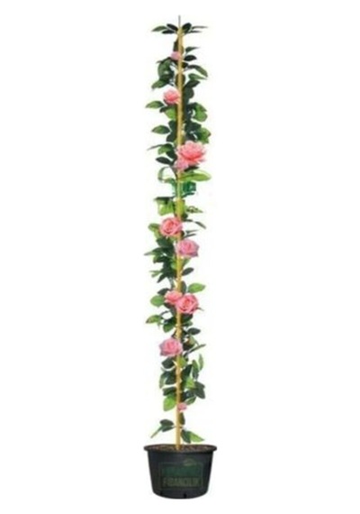 Videolu Pembe Gül Fidanı Yediveren Sarmaşık Mis Kokulu 70-110 Cm 3 Adet Saksılı Climbing Pink Rose