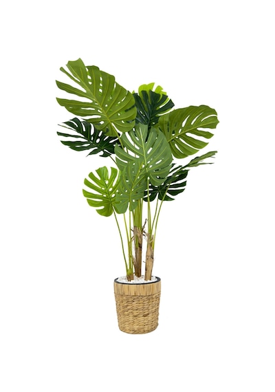 Biçiçek Yapay Monstera Ağacı Deve Tabani 150 Cm Su Sümbülü Hasir Saksıda