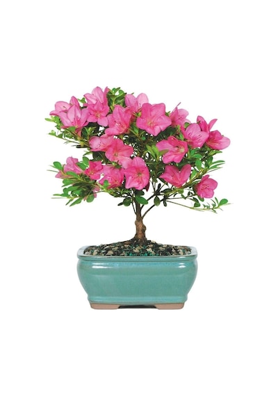 Bodur Bonsai Orkide Ağacı Tohumu Yetiştirme Kiti