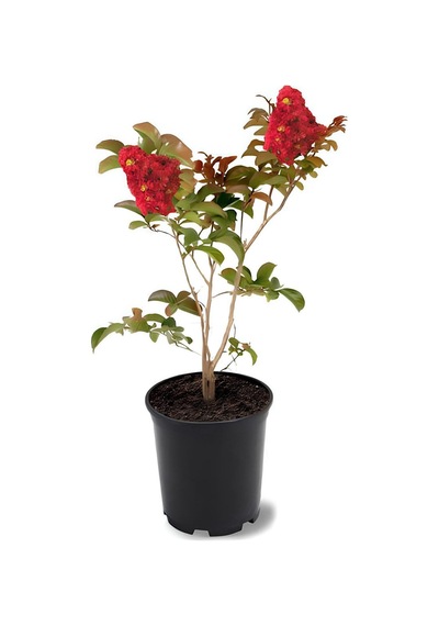 Kırmızı Oya Ağacı 1 Adet Dış Mekan Saksılı 30-60cm+yaprak Güzeli