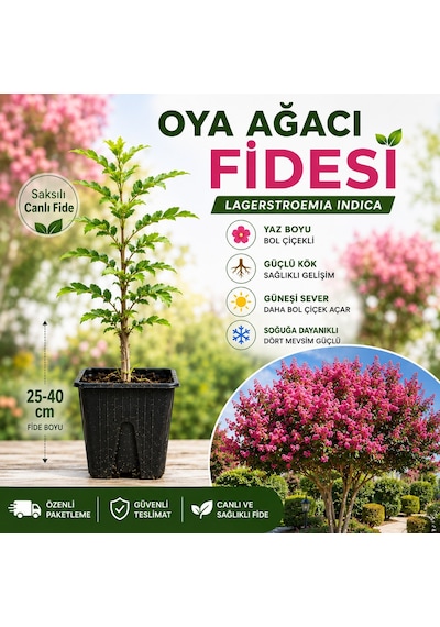 Oya Ağacı Fidesi Lagerstroemia Indica Saksılı Canlı Fide, 25-40 Cm, Güçlü Kök Yapısı