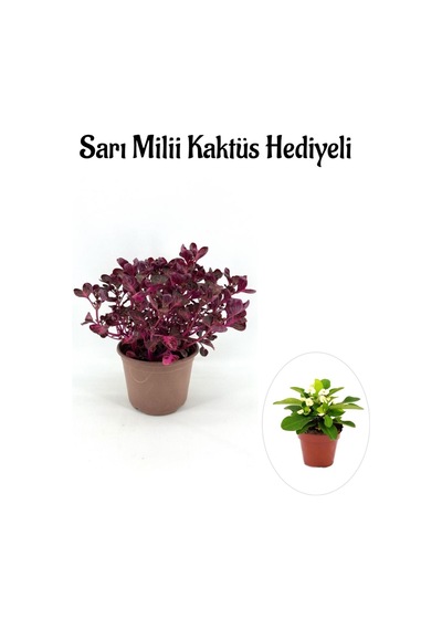 Avantajlı Öğretmenler Gününe Özel Çingene Şalvarı İresine Herbtis Bitkisi Sarı Milli Kaktüs