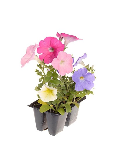 3'lü Mor-pembe-beyaz Renk Petunya Çiçeği Fidanı 10-15cm Saksılı/tüplü