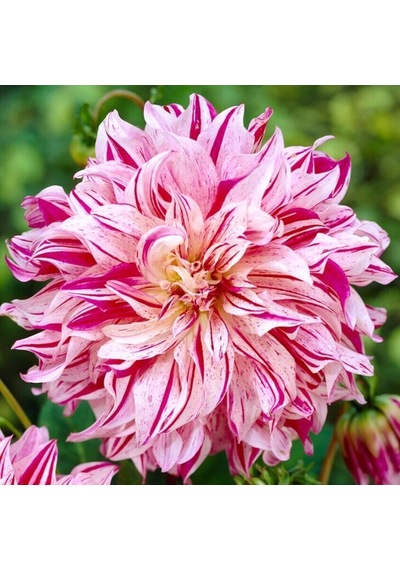 İri Xxl Çiçekli Bristol Stripe Dahlia Yıldız Çiçeği Soğanı Yumrusu 1 Adet