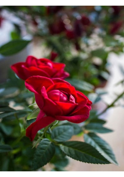 Minyatür Kırmızı Gül 20 35 Cm Saksılı Aşılı Gül Grafted Rose