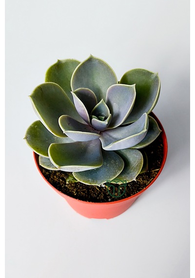 Echeveria Pollux Rozet Sukulent Özel Tür 8.5 Kırmızı Saksıda