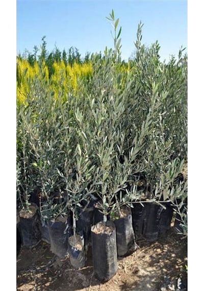 Videolu Gemlik Trilye Bodur Zeytin Fidanı 6 Adet 50-70 Cm Olive Sapling Bahçe Bitkisi