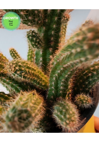 Chamaecereus Silvestrii Kaktüs 1 Adet
